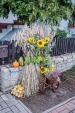 Urz�d Miejski w Wolsztynie