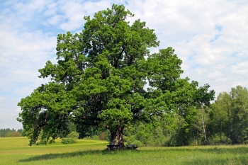 Urzd Miejski w Wolsztynie